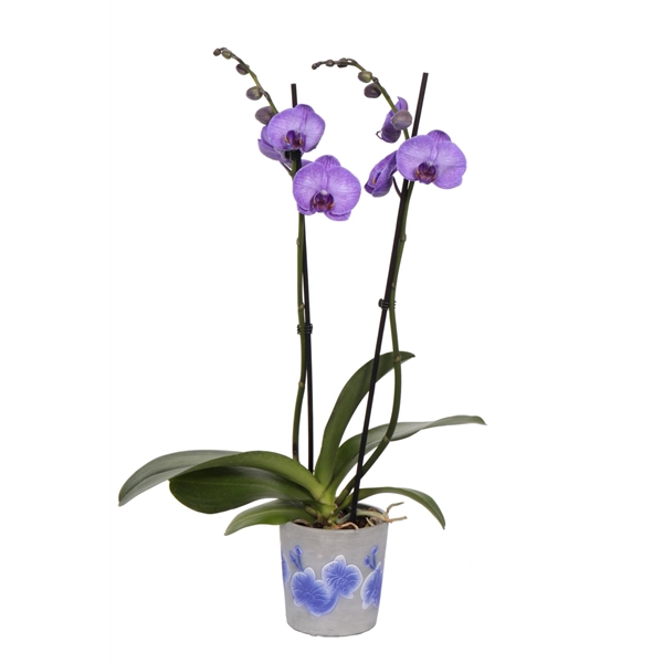 <h4>Fiore Purple Phal I Am Purple Heart 2T14+</h4>