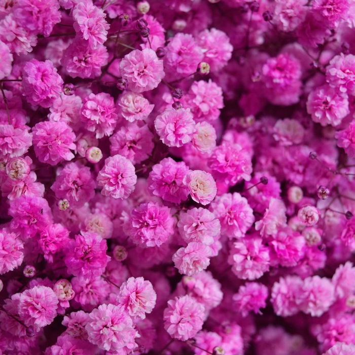 <h4>GYPS TINTED HOT PINK</h4>