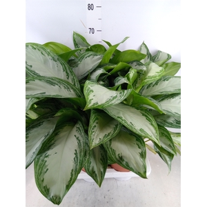 Aglaonema  'Silver Bay'
