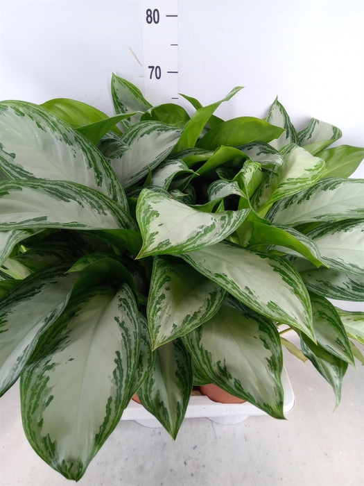 <h4>Aglaonema  'Silver Bay'</h4>