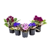 VIOLETA MINI P06