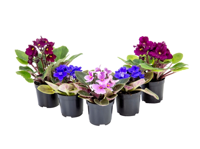 VIOLETA MINI P06