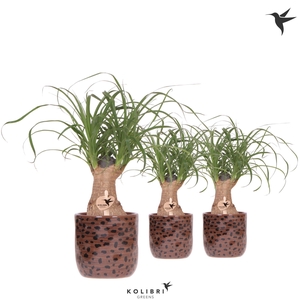 Kolibri Greens Beaucarnea in Leopard pot