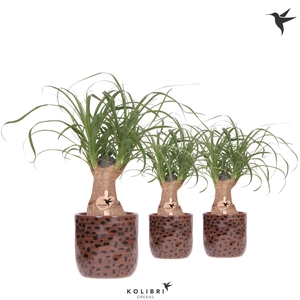 Kolibri Greens Beaucarnea in Leopard pot