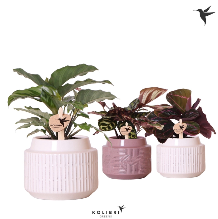<h4>Kolibri Greens Calathea mix in Maze pot mix</h4>