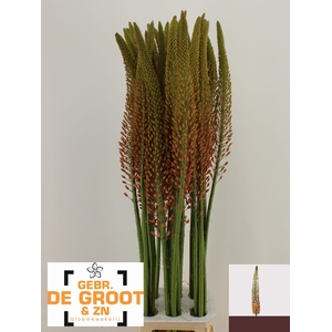 EREMURUS CLEOPATRA