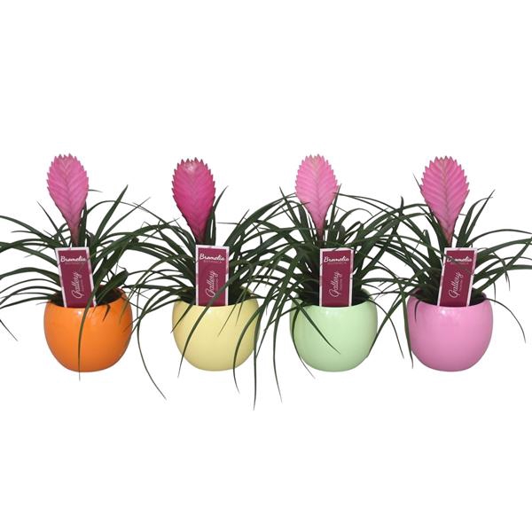 <h4>Tillandsia cyanea 'Anita' in 4kl. bolpot</h4>