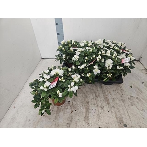 RHODO SI VOGEL WHITE P14