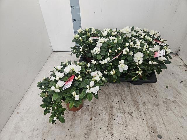 <h4>RHODO SI VOGEL WHITE P14</h4>