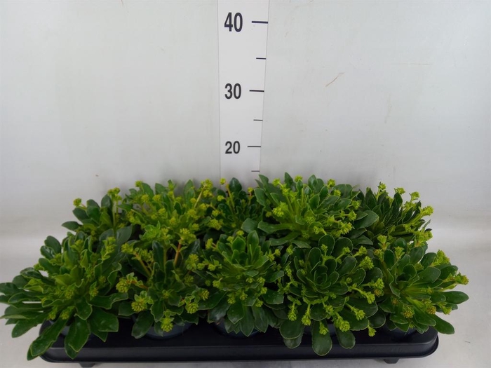 <h4>Lewisia  'Mountain Dreams'   ...mix</h4>