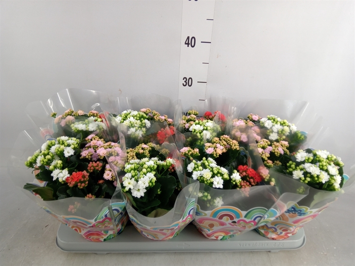 <h4>Kalanchoe blos.   ..rosebud mix/pot</h4>