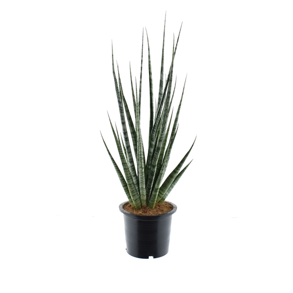 <h4>Sansevieria 'Digitorum' p15</h4>