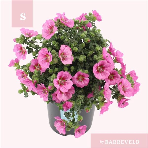 <h4>Anisodontea capensis Elegans Princess</h4>