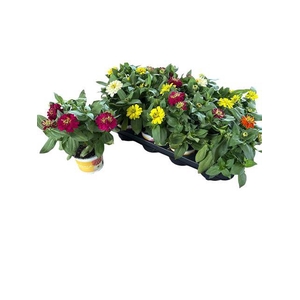 ZINNIA MIX P12