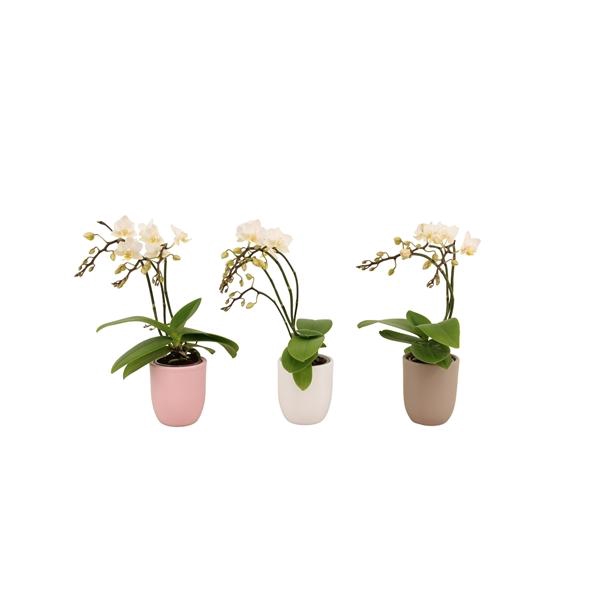 <h4>Hugo Hotel Mix Tiny Dolls Wild 3/4T18+ Aqu@</h4>