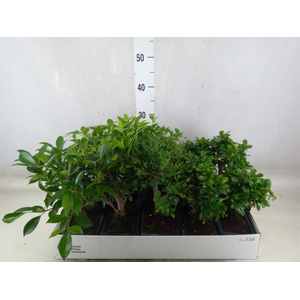 Bonsai   ...mix