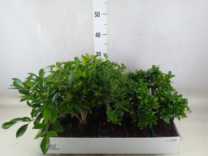 <h4>Bonsai   ...mix</h4>