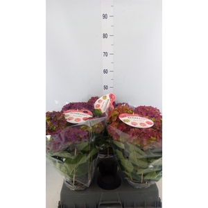 Hydrangea mac. 'Rembr Rosso Glor'