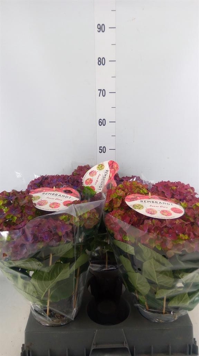 <h4>Hydrangea mac. 'Rembr Rosso Glor'</h4>