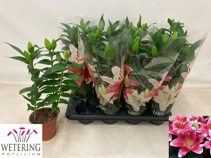 <h4>LIL OR SUNNY ROBYN</h4>