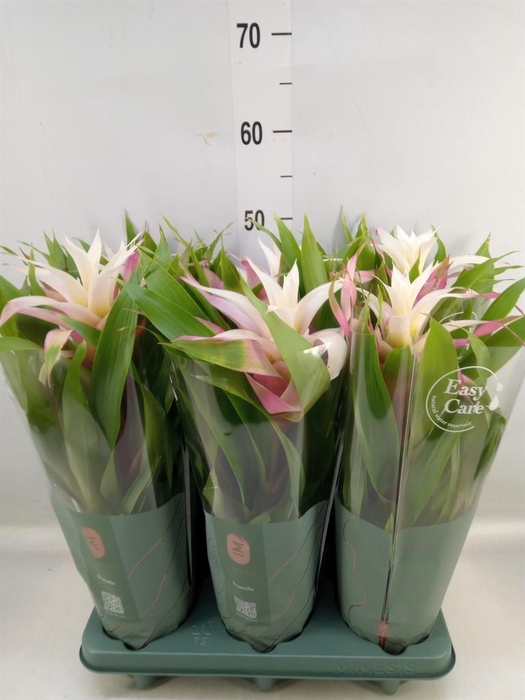 <h4>Guzmania 'Deseo Magical White'</h4>