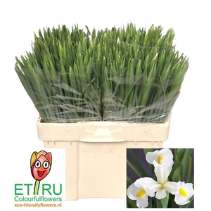 IRIS WHITE MAGIC