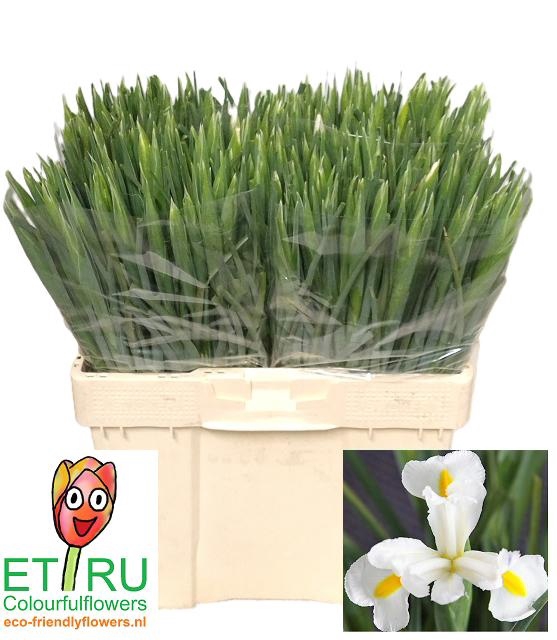 <h4>IRIS WHITE MAGIC</h4>