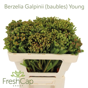 Berzelia Galpinii (baubles) Young