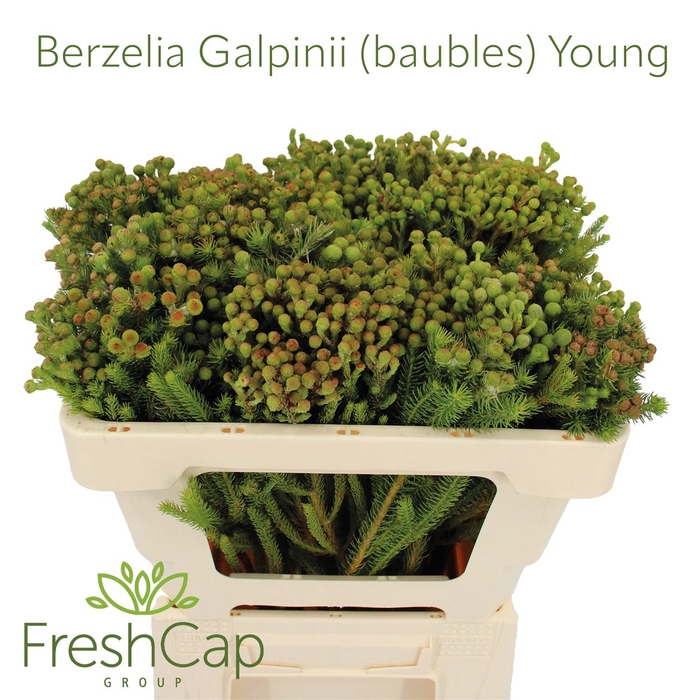 <h4>Berzelia Galpinii (baubles) Young</h4>