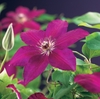Clematis 'Westerplatte' 3.0 label