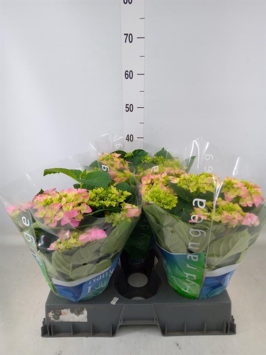 <h4>Hydrangea mac. 'Early Rosa'</h4>