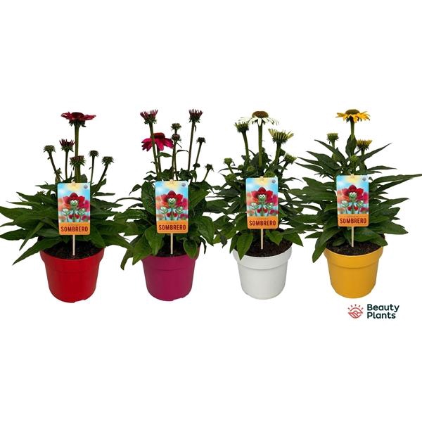 <h4>Echinacea Sombrero Gemengd</h4>