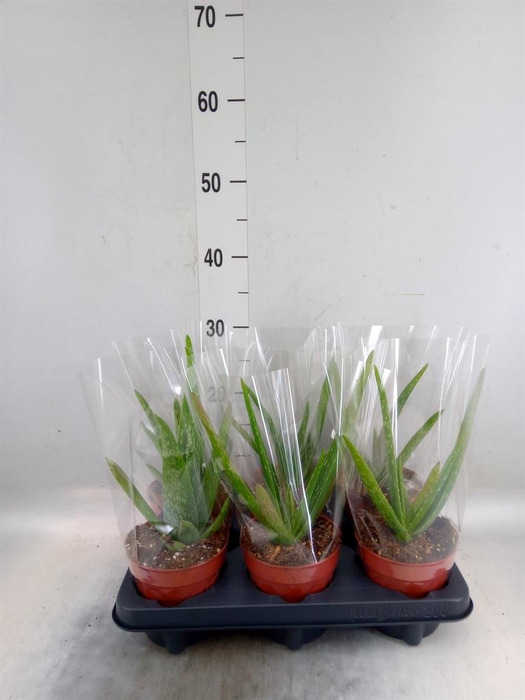 <h4>Aloe vera</h4>