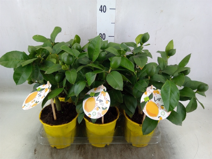 <h4>Citrus meyeri 'Meyer'</h4>