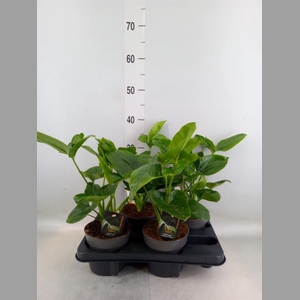 Philodendron  'Fun Bun'