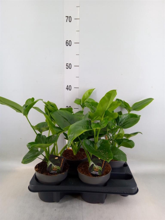 <h4>Philodendron  'Fun Bun'</h4>