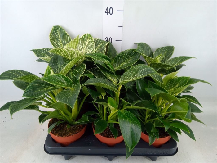 <h4>Philodendron   ...</h4>