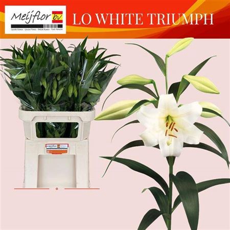 <h4>Li Lo White Triumph</h4>