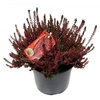 Calluna vulg. 'Garden G Amethyst'