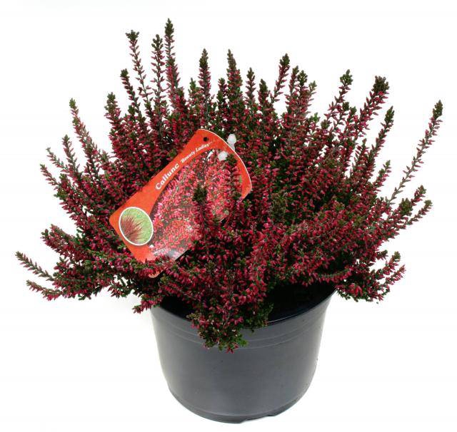 Calluna vulg. 'Garden G Amethyst'