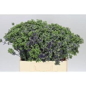 Eryngium Mag Purp