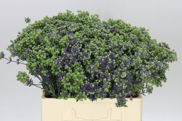 <h4>Eryngium Mag Purp</h4>