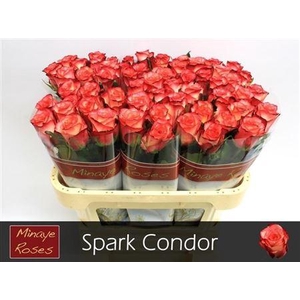 R Gr Spark Condor