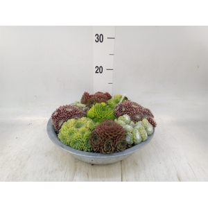 Sempervivum   ...