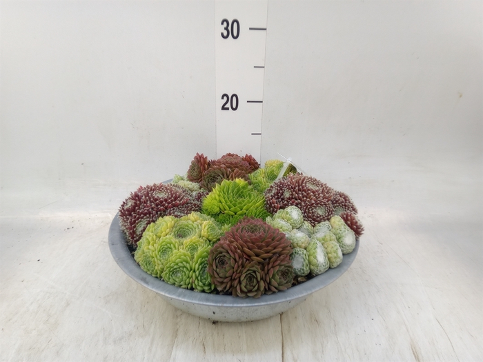 <h4>Sempervivum   ...</h4>
