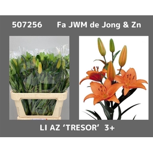 Li As Tresor