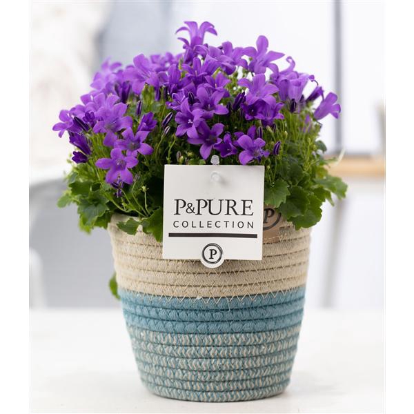 <h4>Campanula Porto LL Pure Valerie</h4>