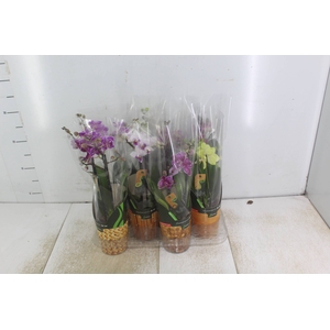 PHALAENOPSIS MINI P09 2 HT