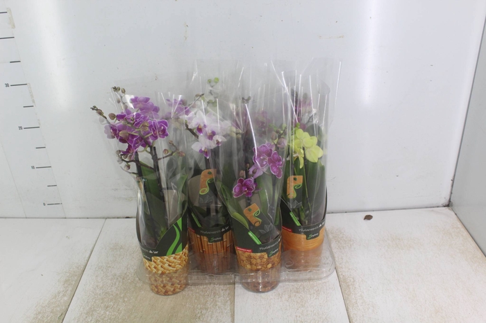 <h4>PHALAENOPSIS MINI P09 2 HT</h4>
