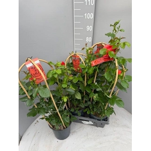 ROSA FL TROP SELECT